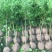 石榴苗
