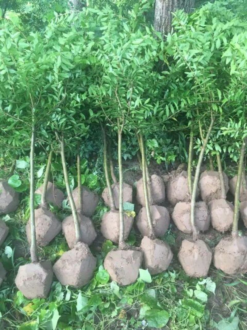石榴苗