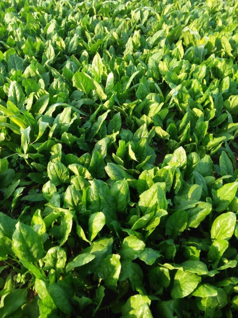越冬菠菜20~25厘米