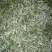 百年大树茶特级