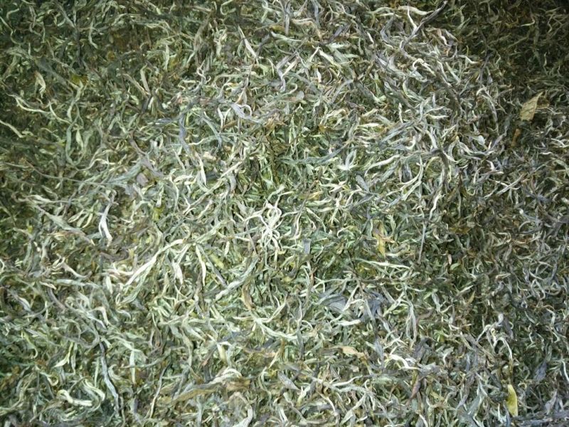 百年大树茶特级