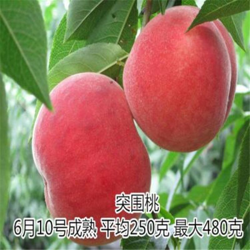 桃树苗80cm以上