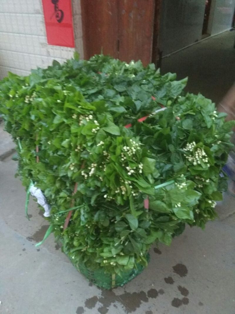 鲜切茉莉花