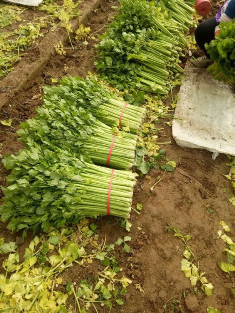 法国皇后芹菜