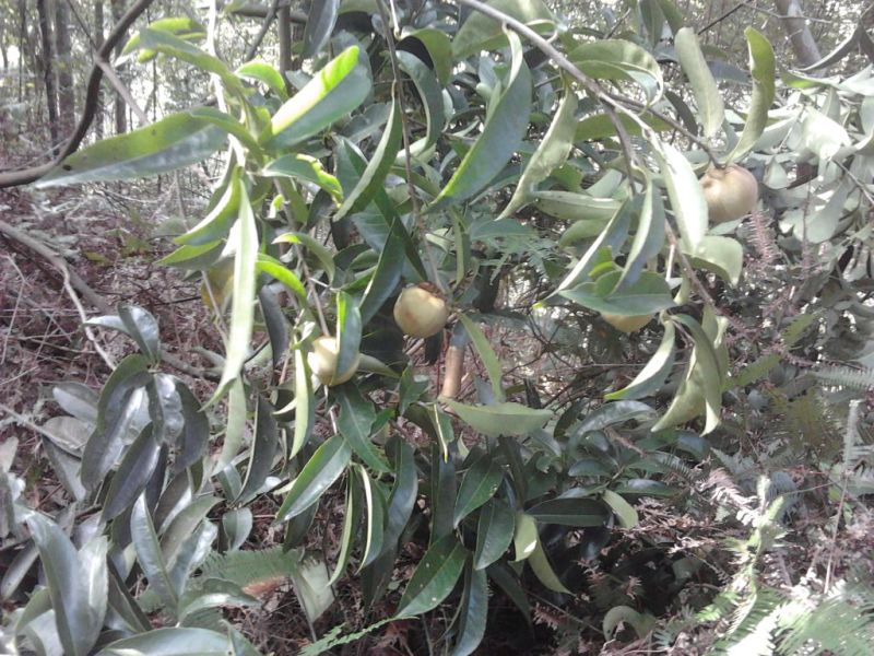 金花茶叶一级