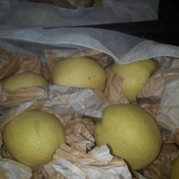 酥梨350~400g筐装
