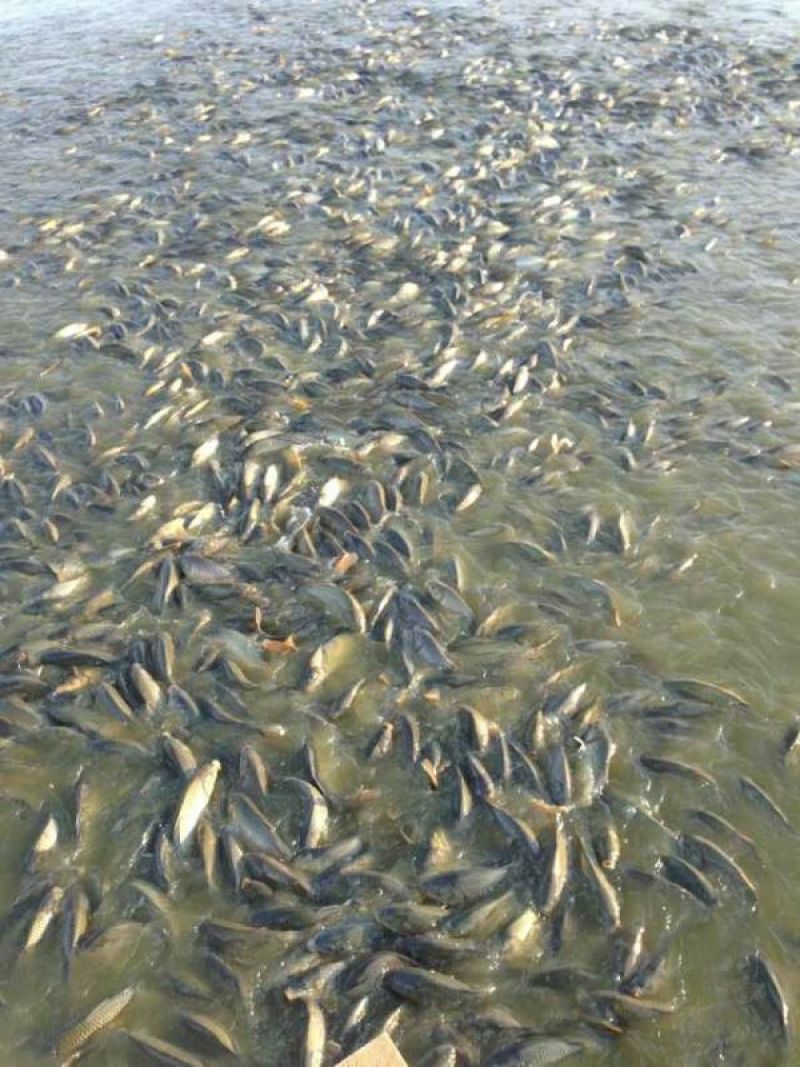 河鲤鱼食用1~2公斤