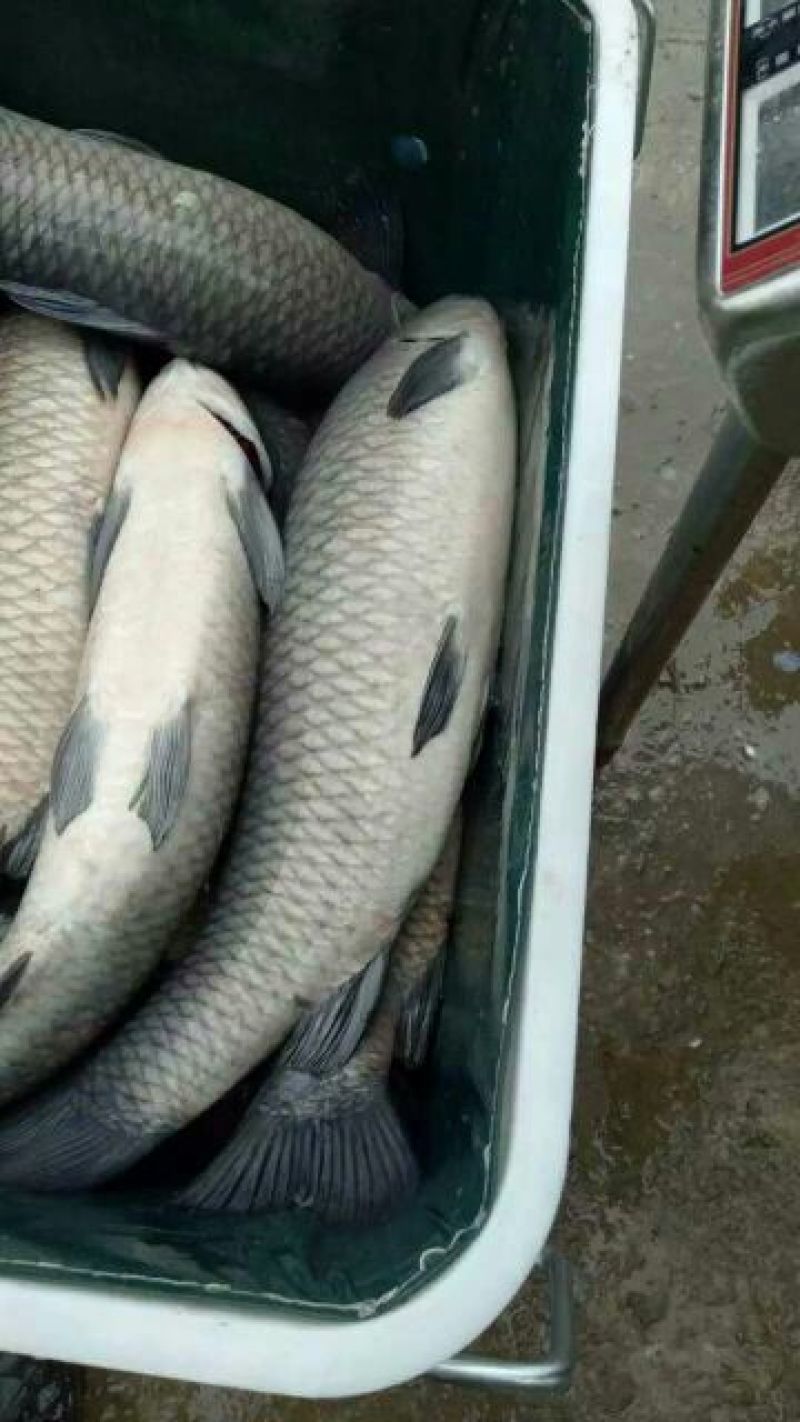青鱼食用活鱼