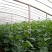 黄瓜鲜花带刺22~25公分