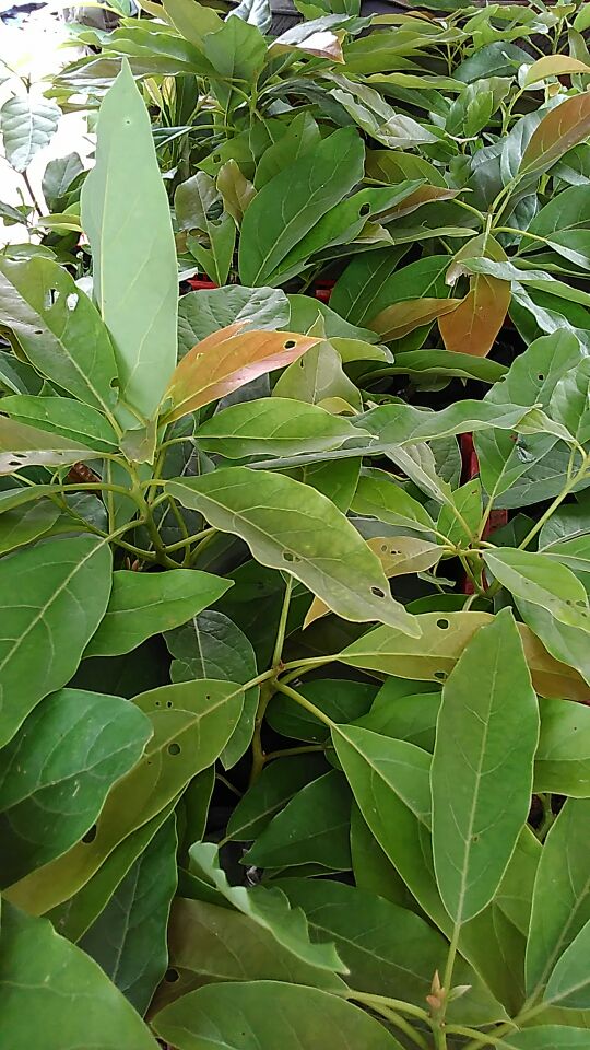 广西北海市合浦县牛油果 50~80g批发_方贵学