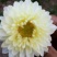 菊花茶