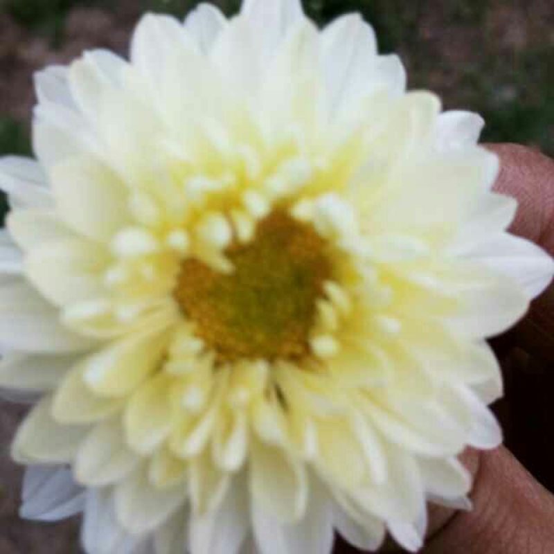 菊花茶