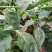 线椒15~20厘米青，有想买的朋友请过来看