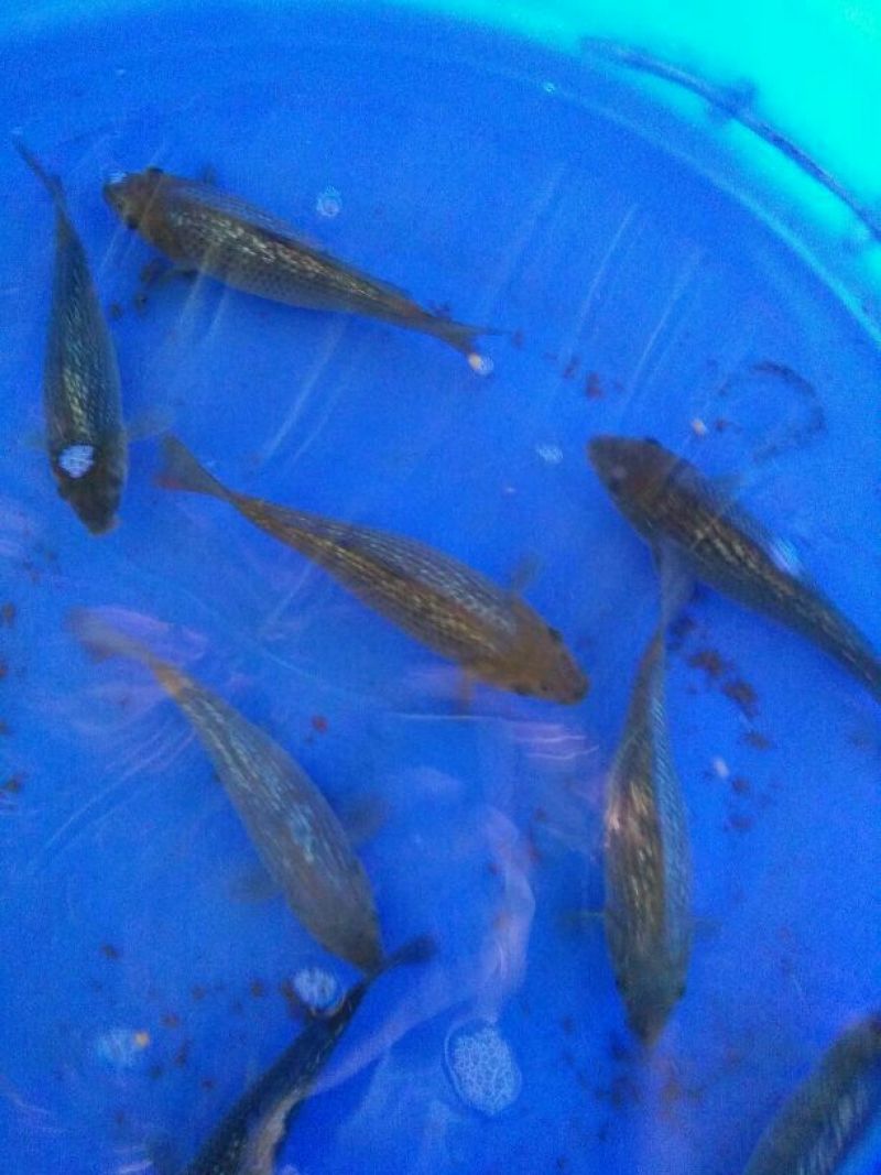 锦鲤鱼苗2两