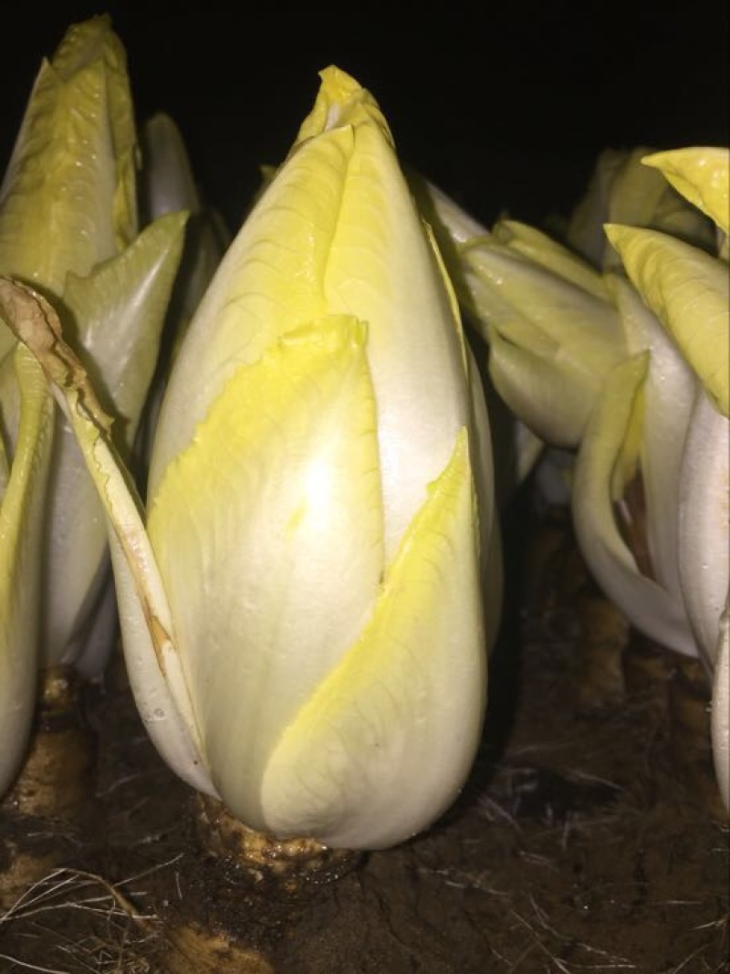 菊苣