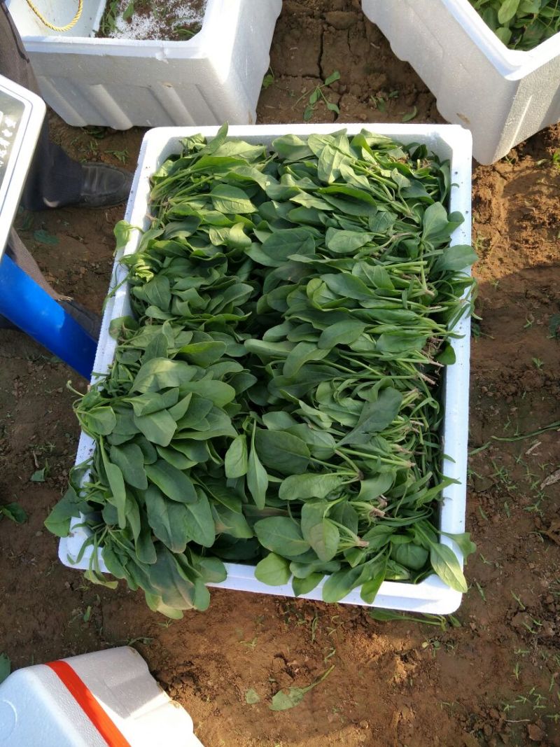 菠菜25~30厘米