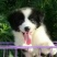 边牧放牧羊犬公母都有任意挑选一只也发货