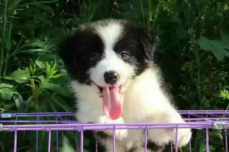 边牧放牧羊犬公母都有任意挑选一只也发货