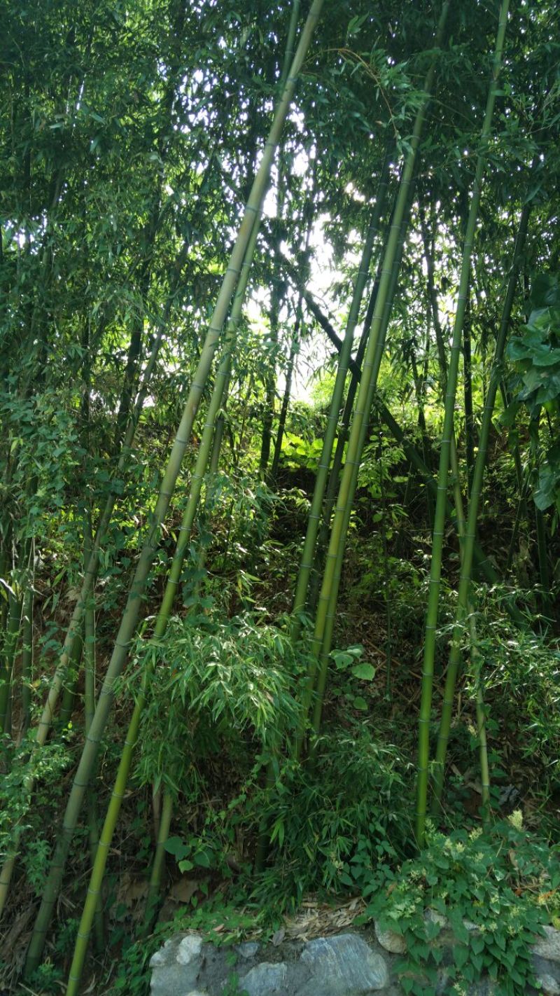 斑竹13~14m