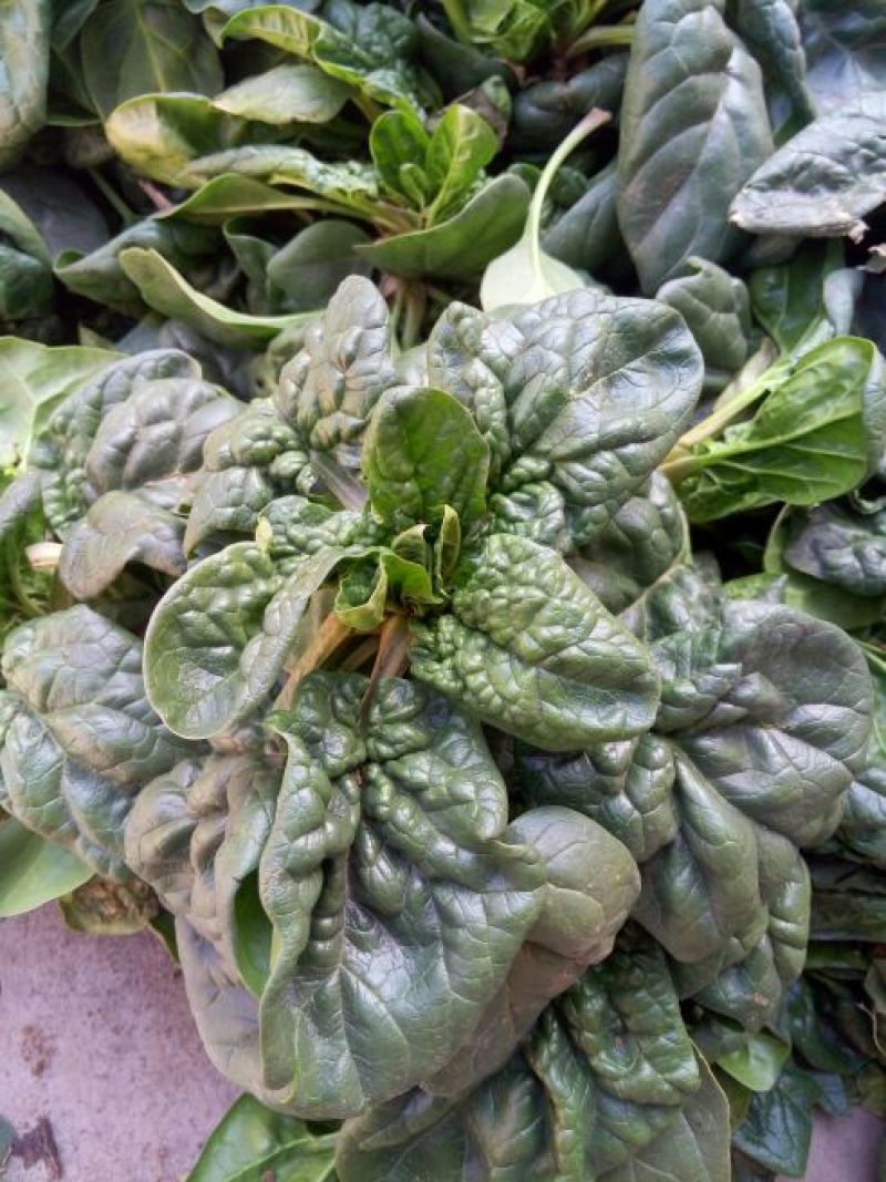 黑叶菠菜10~15厘米