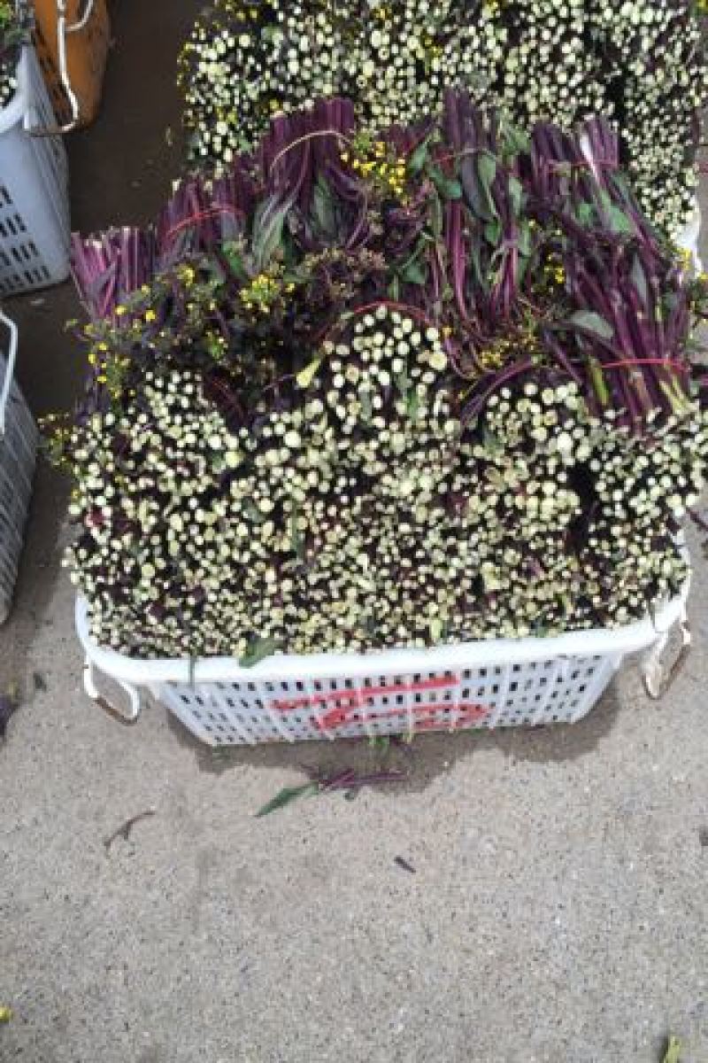 红菜苔