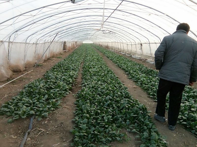 大叶菠菜15~20厘米