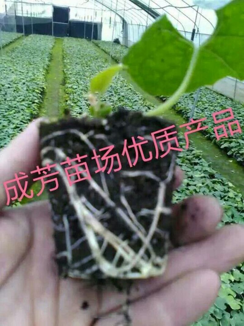 罗汉果苗