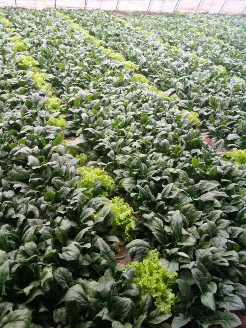 大叶菠菜20~25厘米