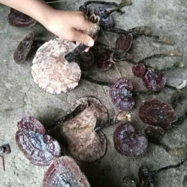 紫灵芝，纯野生黑灵芝，血灵芝，甜灵芝，自然产自枫香树蔸！