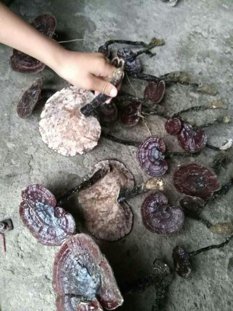 紫灵芝，纯野生黑灵芝，血灵芝，甜灵芝，自然产自枫香树蔸！