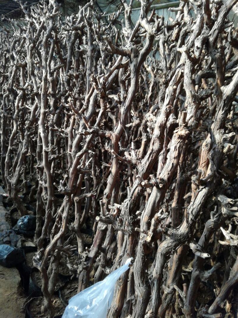 葡萄苗150~200cm3年葡萄树苗新品种葡萄苗果树