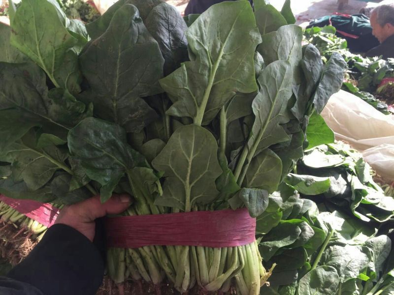 大叶菠菜25~30厘米