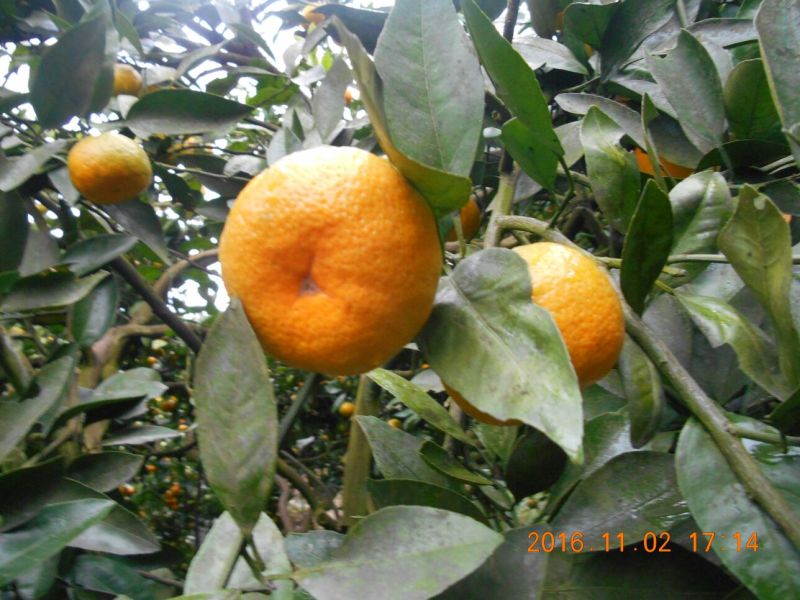雪峰蜜桔5.5~6cm