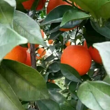 纽荷尔脐橙苗