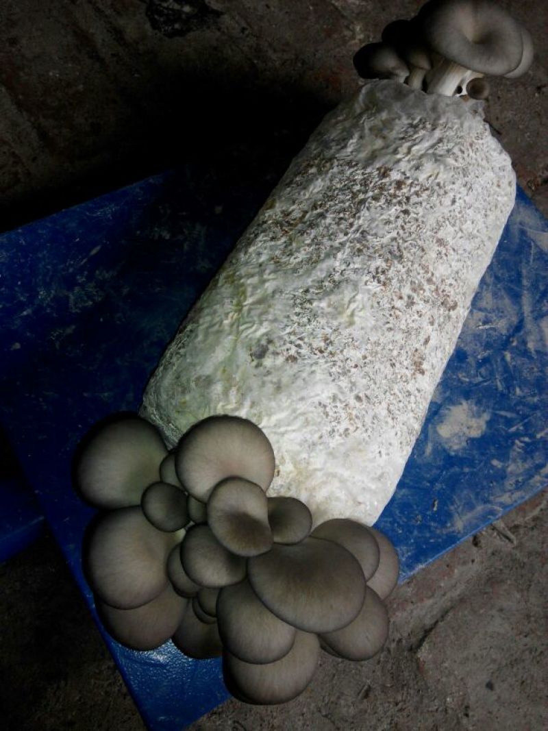 平菇菌棒23×55