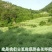 菜油一级