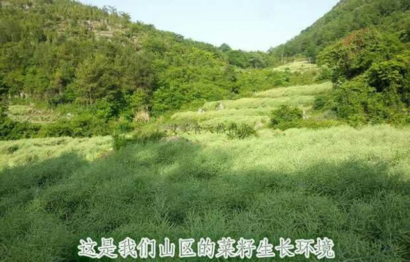 菜油一级