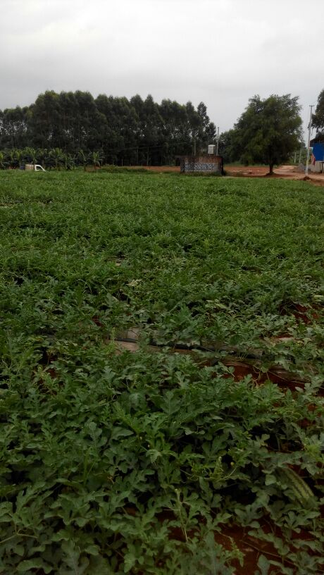 广西南宁市西乡塘区小富西瓜 5斤打底 8成熟 1