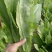 【油麦菜】河北油麦菜大量供应现摘现发可视频看货