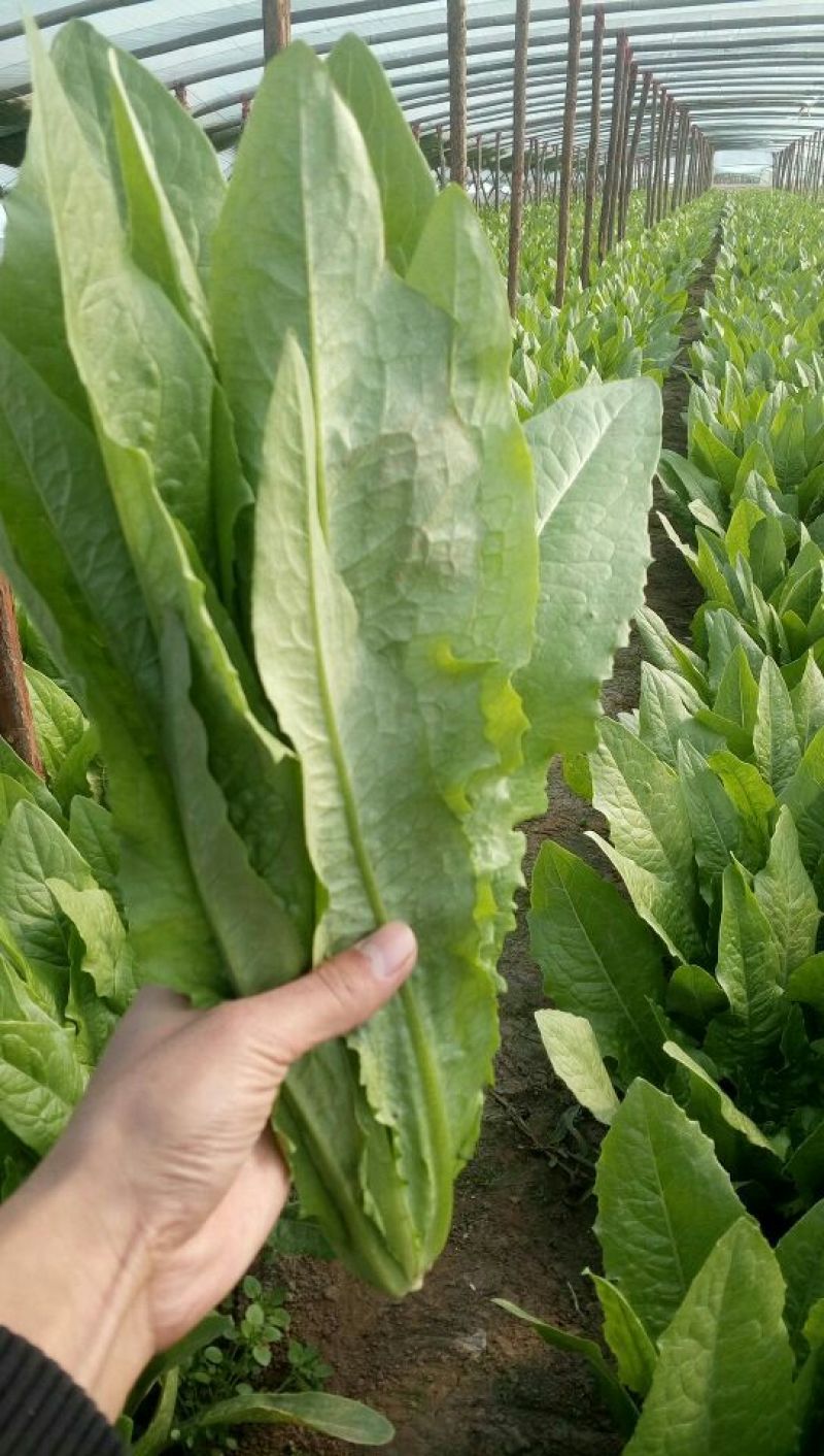 【油麦菜】河北油麦菜大量供应现摘现发可视频看货