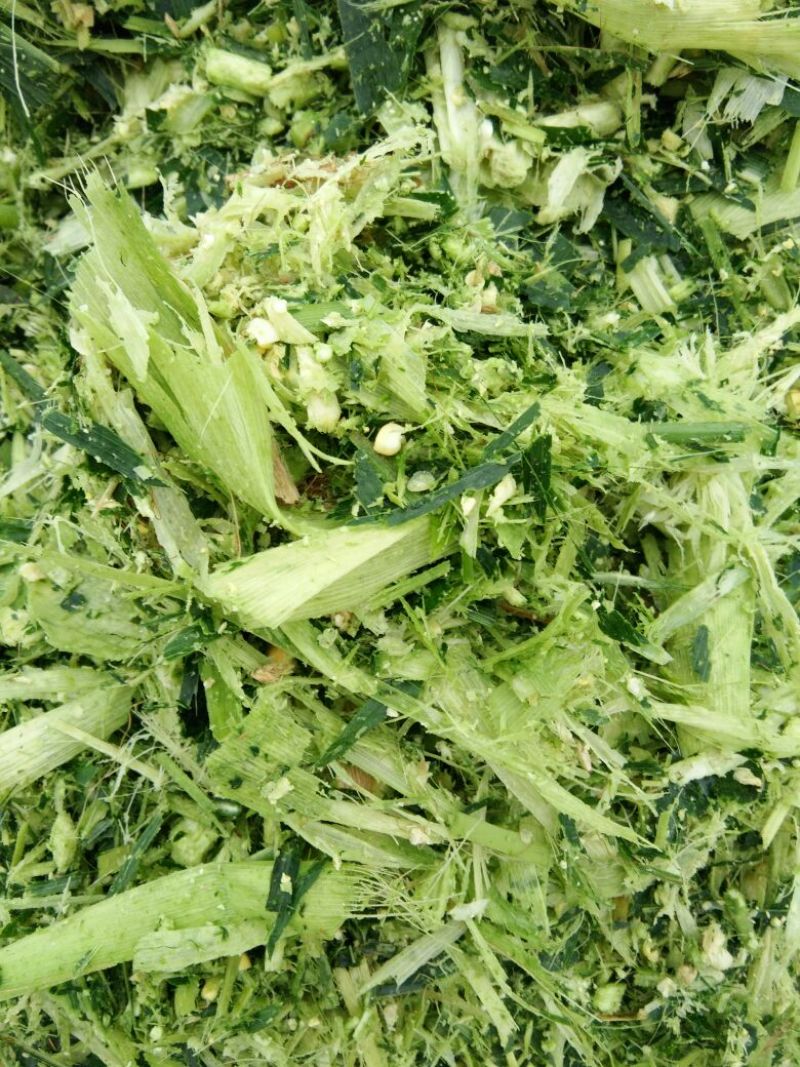 青贮草