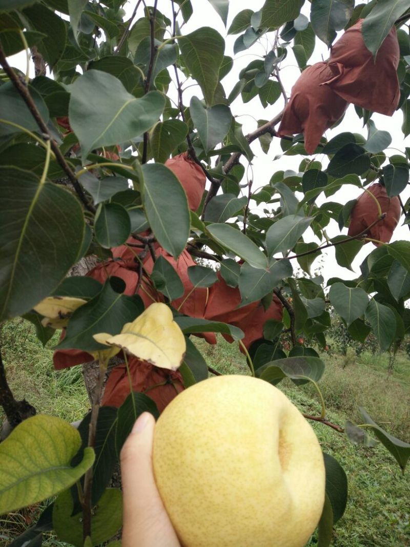砀山梨300~350g纸箱