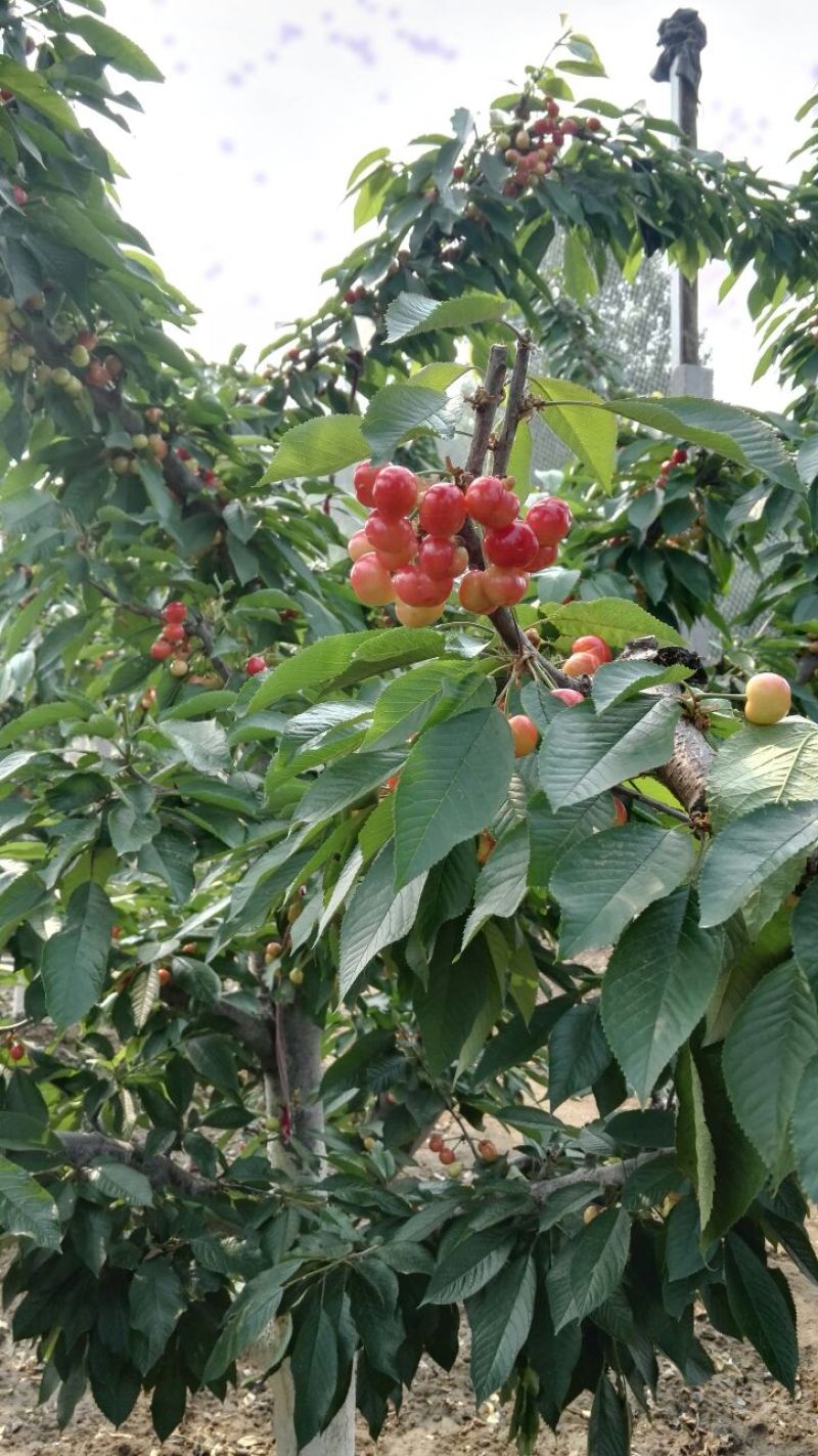 美早樱桃苗美早樱桃树苗，矮化砧