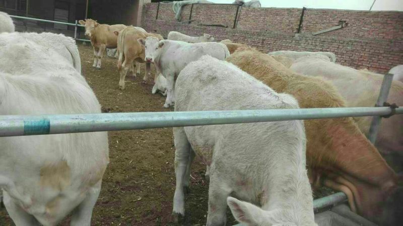 优质肉牛犊优质西门塔尔牛犊【以诚待客】