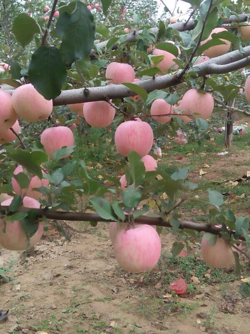 陕西红富士苹果