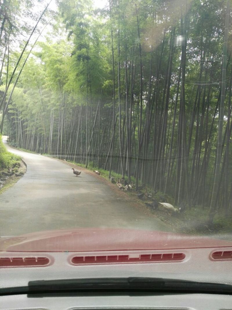 竹子15~16m