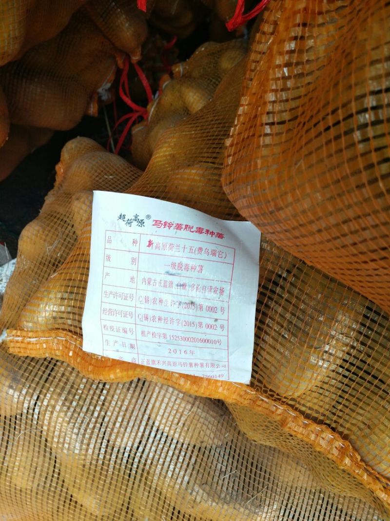 土豆种子原种