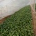 菠菜15~20厘米
