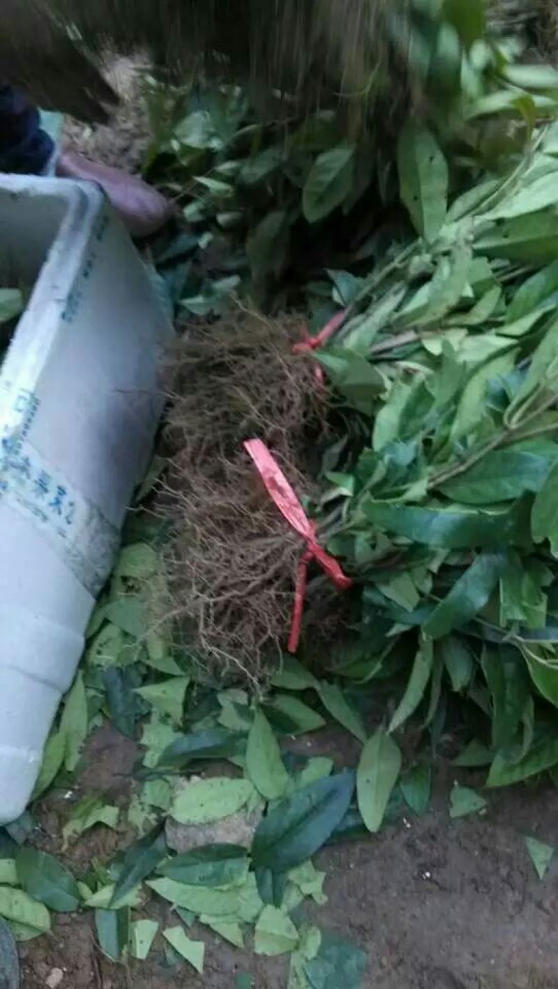 布福娜树苗30~50cm