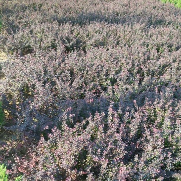 红叶小檗苗30~40cm包指导基地直发包成活